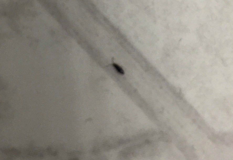 What Kind Of Bug Is This Thriftyfun - Why Are There Little Black Bugs In My Bathroom