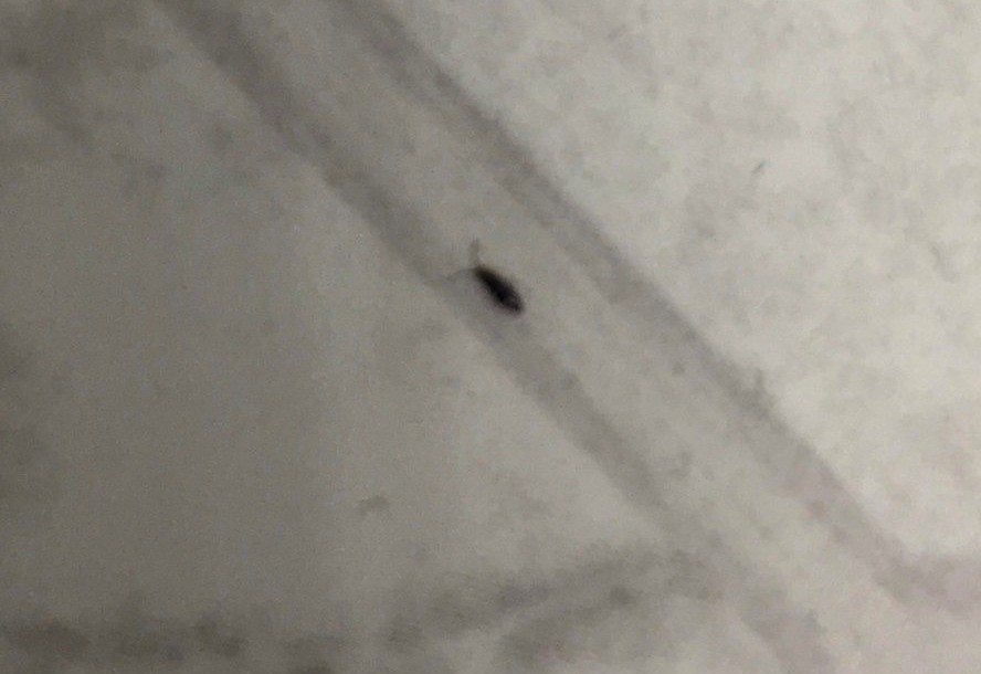 tiny beetle bugs in basement