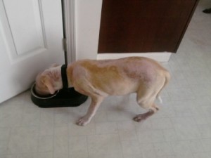 RE: Home Remedy for Dog Mange