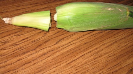 cut end of corn cob