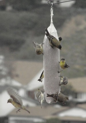 RE: Feeding Yellow Finches