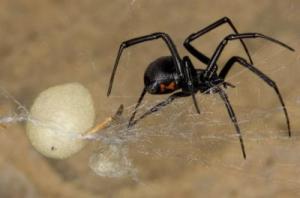 RE: Getting Rid of Black Widow Spiders