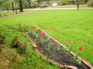 RE: Gardening: Red Poppies