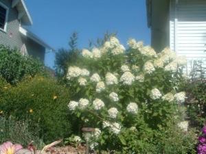 RE: Garden: Limelight Hydrangea For Northern Climates