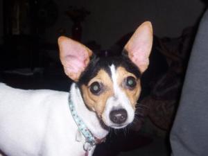 RE: Natural Treatment for Yeast Infection in Dog's Ears