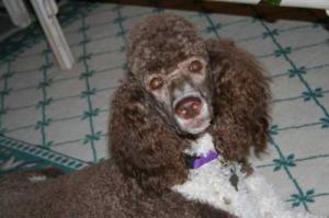 RE: Natural Treatment for Yeast Infection in Dog's Ears