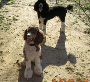 RE: Natural Treatment for Yeast Infection in Dog's Ears