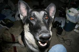 RE: Natural Treatment for Yeast Infection in Dog's Ears