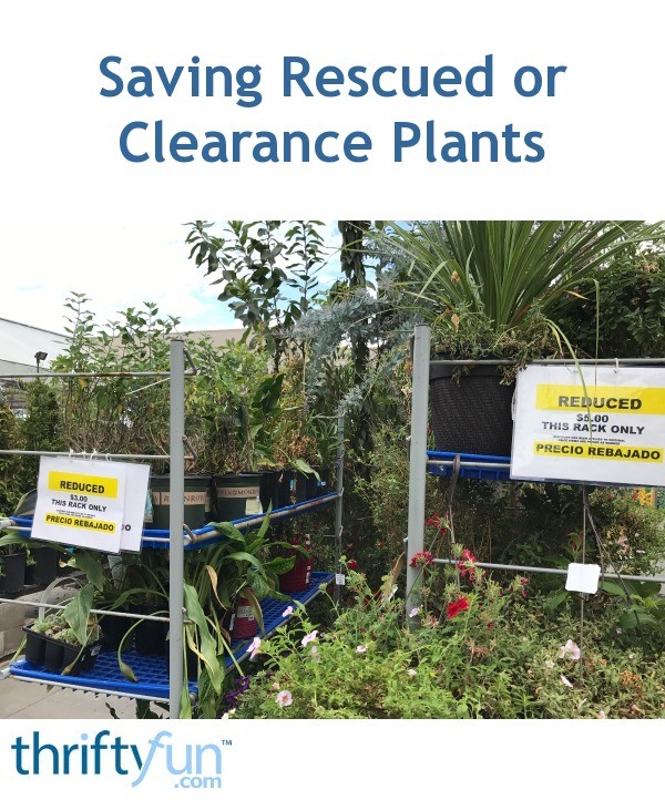 Saving Rescued or Clearance Plants ThriftyFun