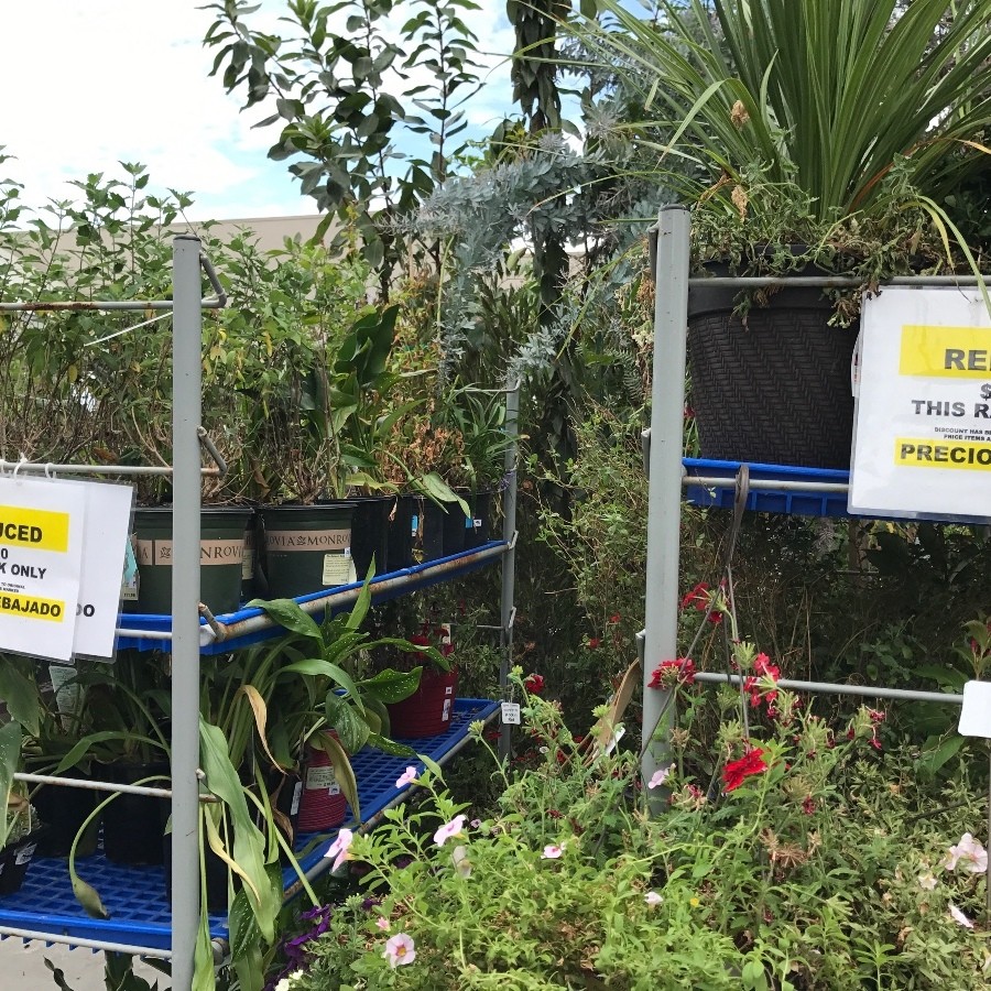 Saving Rescued or Clearance Plants ThriftyFun