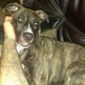 What Breed Is My Dog?