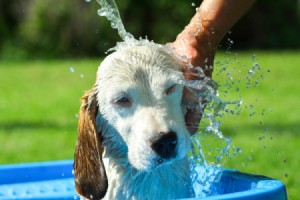 A dog being bathed in a kiddie pool outdoors.
