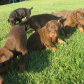 Calming Hyper Puppies