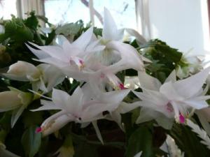 RE: Caring For A Christmas Cactus