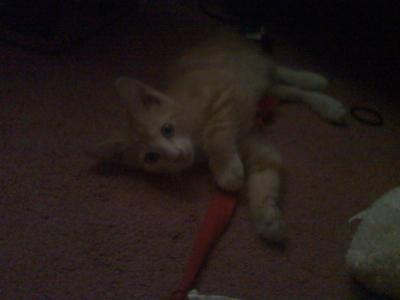 baby wipes for kittens