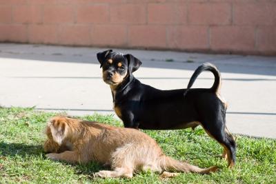 miniature pinscher and pug mix