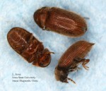 Tiny Hard Shelled Bugs on Kitchen Countertops (Drug Store ...