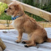 What Breed Is My Dog? - brown and white terrier mix