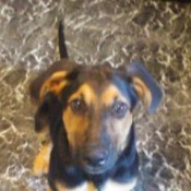 What Breed Is My Dog?