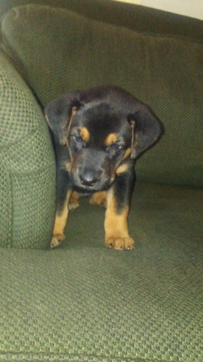 What Breed Is My Dog? ThriftyFun