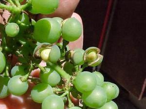 Green Pinot Noir grapes splitting before they are ripe