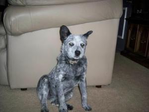 Blue heeler 2024 no tail