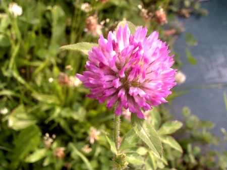 A flower in bloom, along a walking trail.