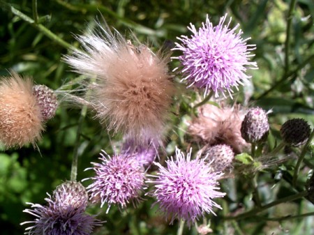 Flowers' seedheads, along a walking trail.