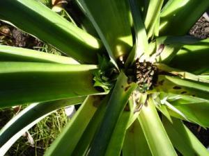 RE: Growing Pineapple