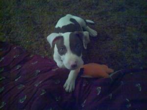 Help Training A 9 Week Old Pit Bull ThriftyFun Tff48873886 S