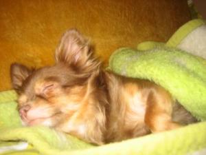 RE: Buddy (Pomeranian-Chihuahua)