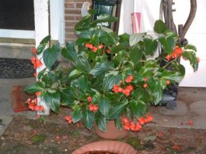 RE: Begonias Not Blooming