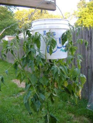 RE: Garden: Topsy Turvy Tomato Grower