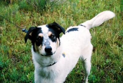 shepherd jack german mix russel looking helpful