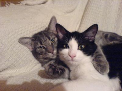 My Cat Is Clawing At Her Mouth Thriftyfun