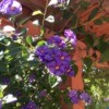 Identifying Garden Plants - purple flowering plant