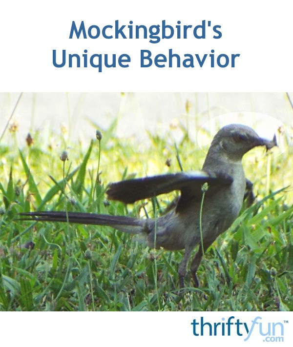 Mockingbird's Unique Behavior ThriftyFun