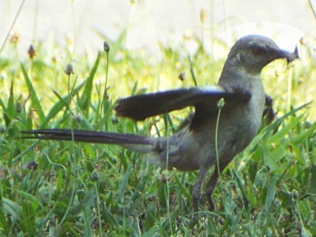 A close up of a mockingbird walking on grass.