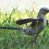 A close up of a mockingbird walking on grass.