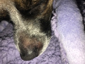 Hard Bump on Dog's Nose - bump on side of nose