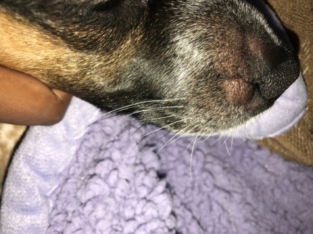 Hard Bump on Dog's Nose
