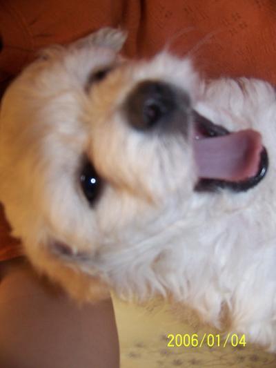 bichon frise mix with pomeranian