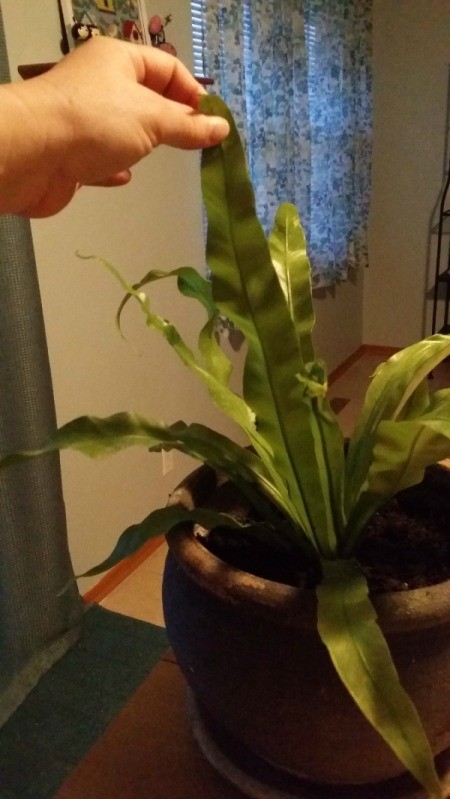 What Is My New Houseplant?