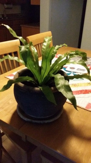 What Is My New Houseplant? - wavy flat leafed houseplant