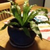 What Is My New Houseplant? - wavy flat leafed houseplant