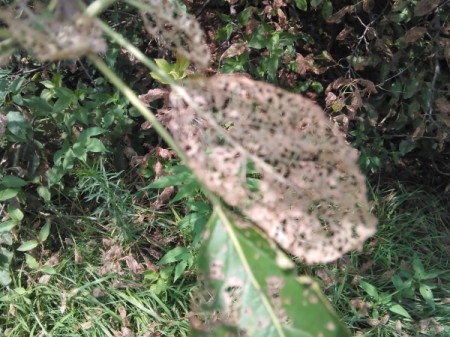 Killing Japanese Beetles - damaged leaves