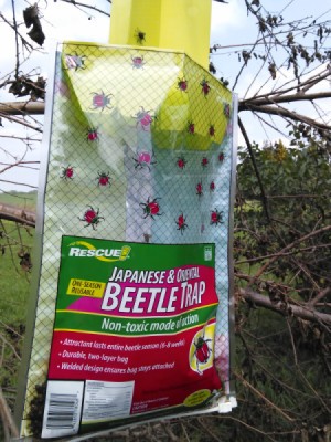 Killing Japanese Beetles - trap