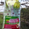 Killing Japanese Beetles - trap