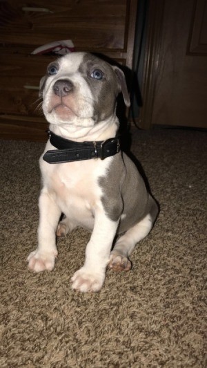 Keeping Dog from Getting Parvo - gray and white Pit puppy