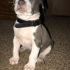 Keeping Dog from Getting Parvo - gray and white Pit puppy